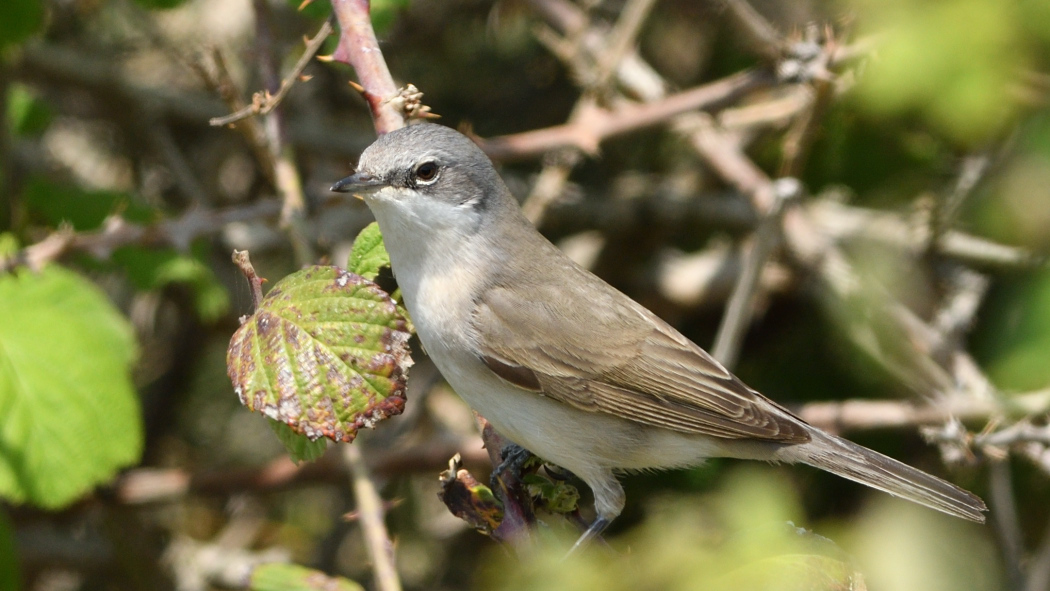 Küçük akgerdanlı ötleğen