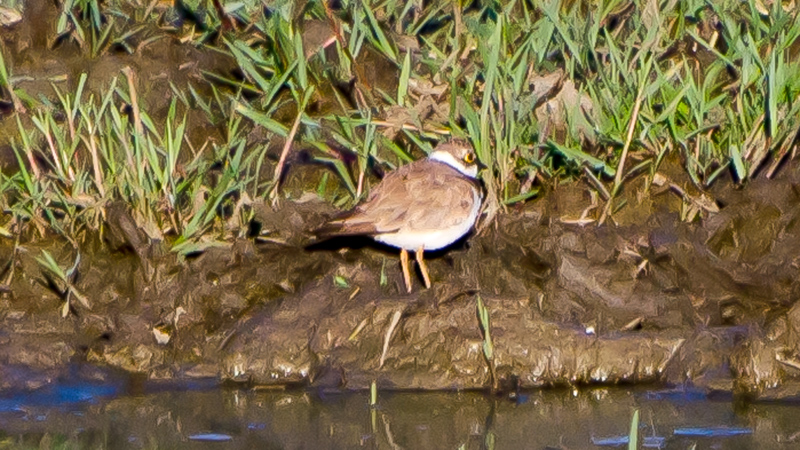 Halkalı küçük cılıbıt