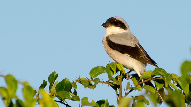 Karaalınlı örümcekkuşu