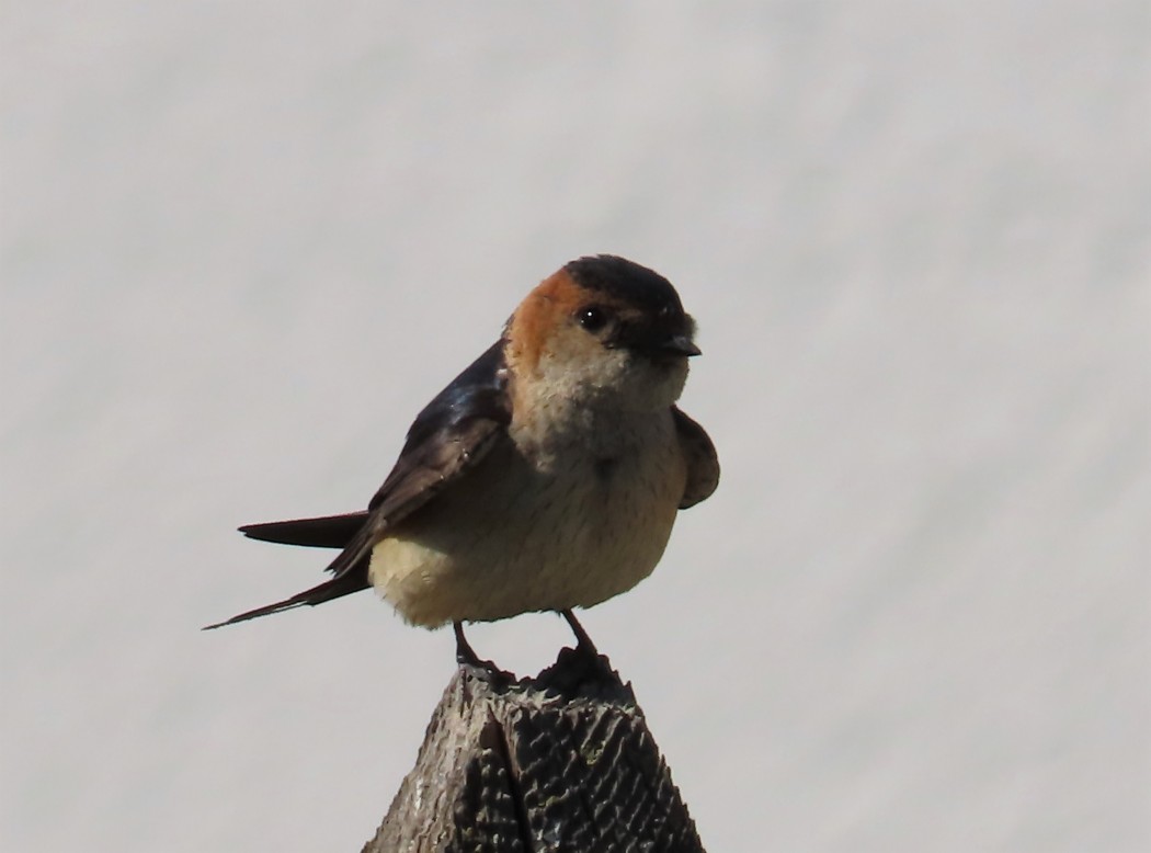 Kızıl kırlangıç