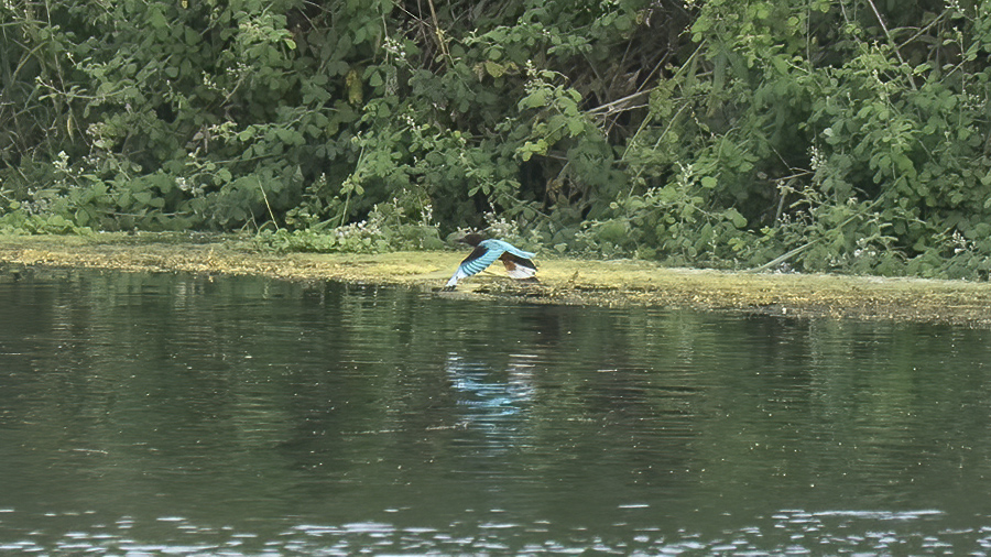 İzmir yalıçapkını
