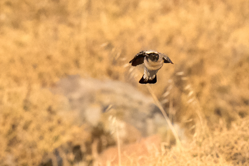 Karakulaklı kuyrukkakan