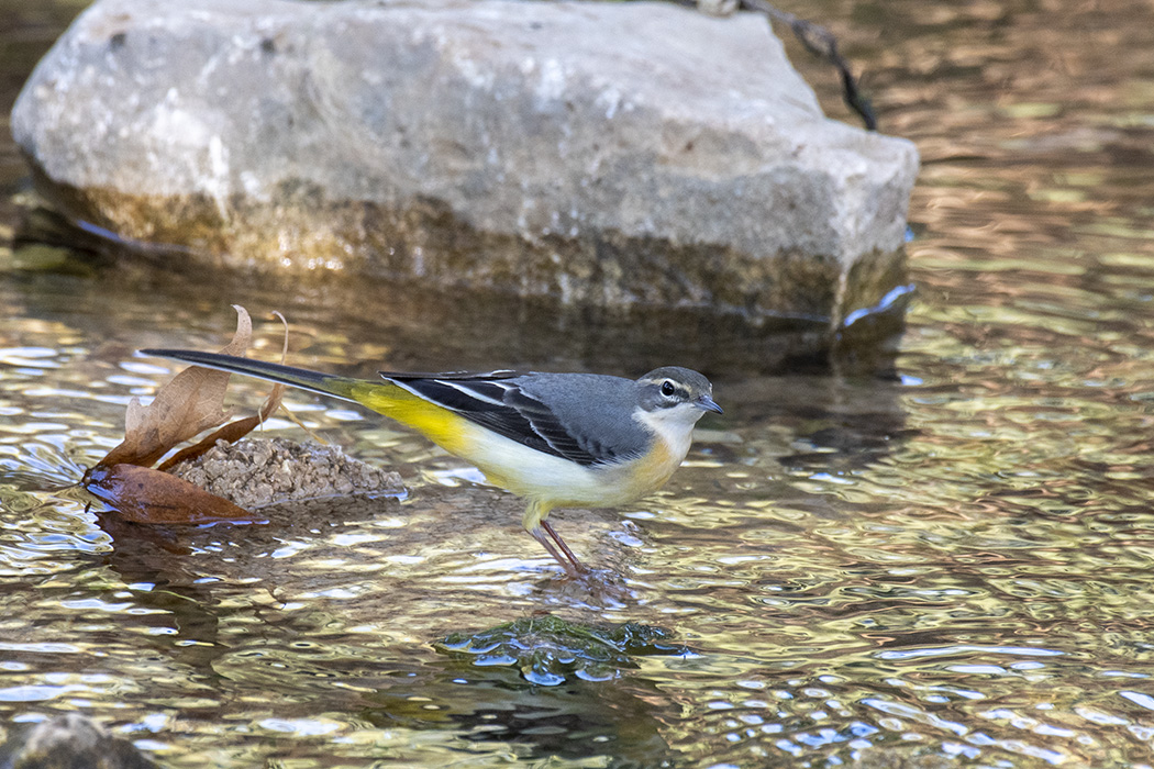 Dağ kuyruksallayanı