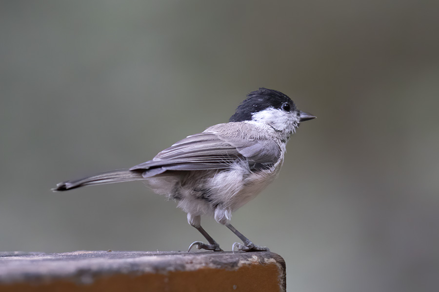 Kayın baştankarası