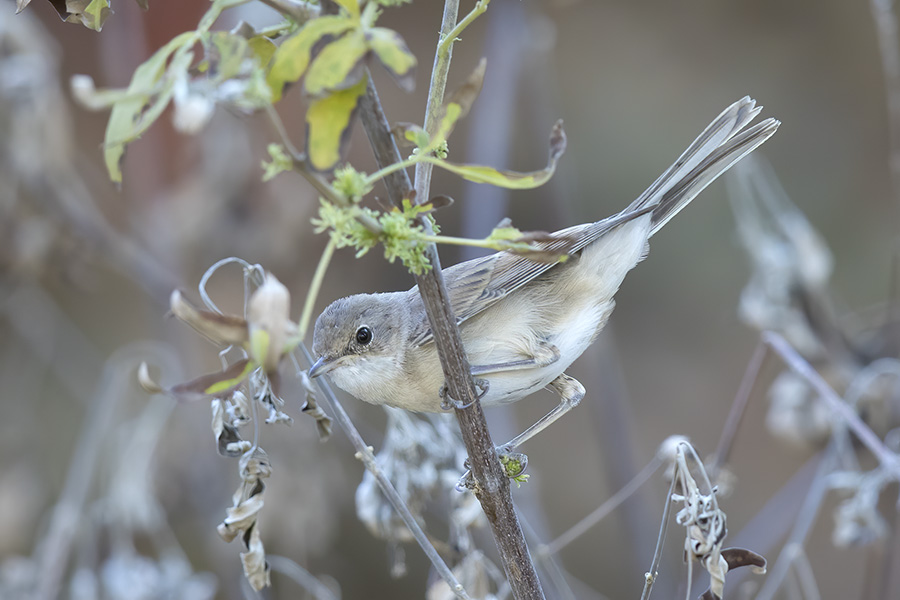 Bıyıklı ötleğen