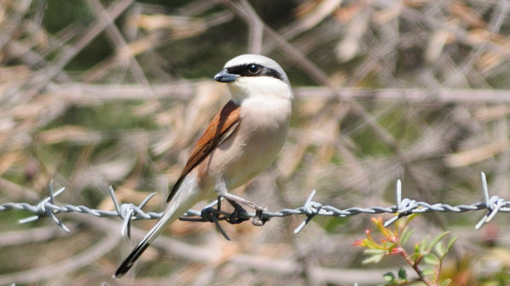 Kızılsırtlı örümcekkuşu