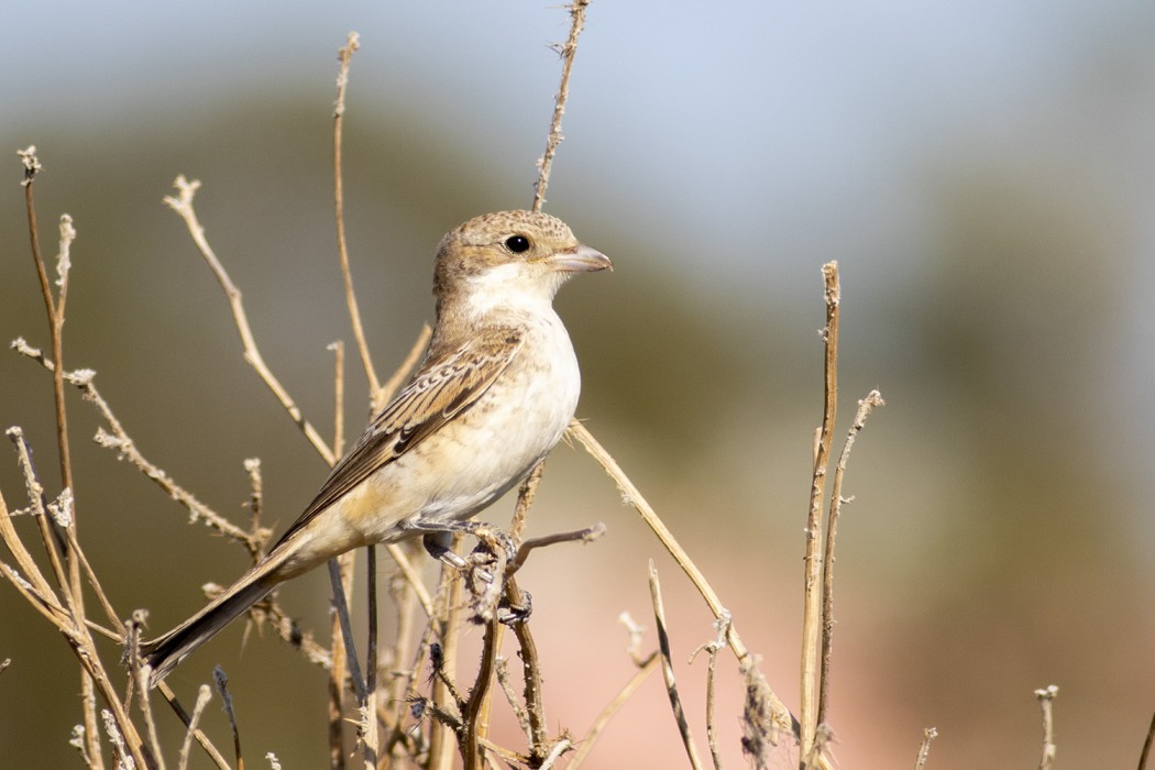 Kızılbaşlı örümcekkuşu