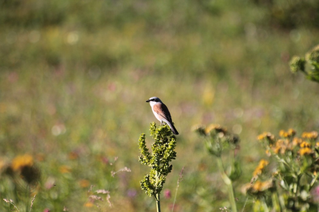 Kızılsırtlı örümcekkuşu