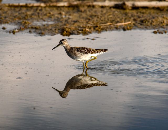 Orman düdükçünü