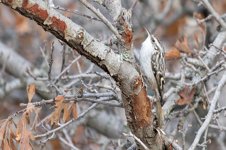 Orman tırmaşıkkuşu