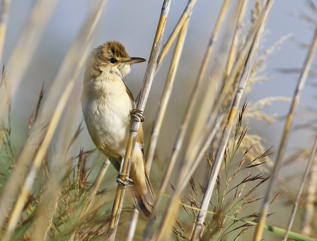 Büyük kamışçın