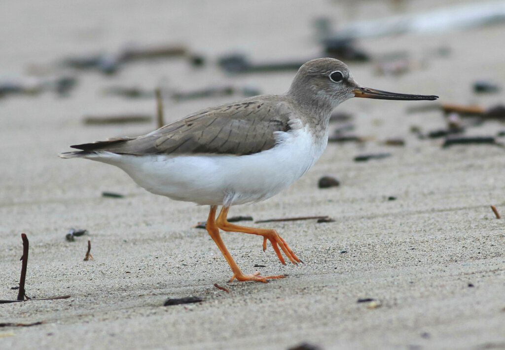 Terek düdükçünü