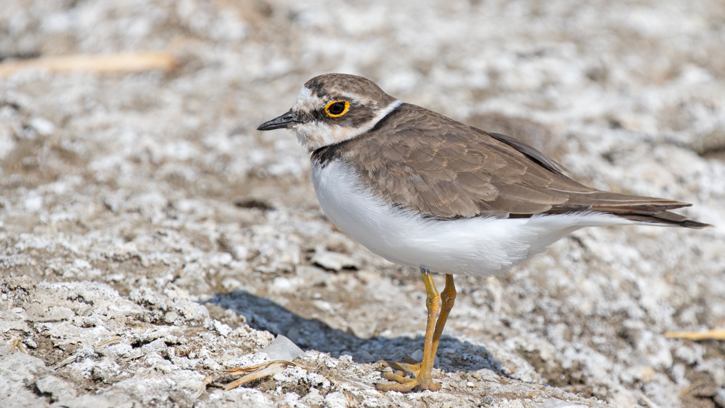 Halkalı küçük cılıbıt