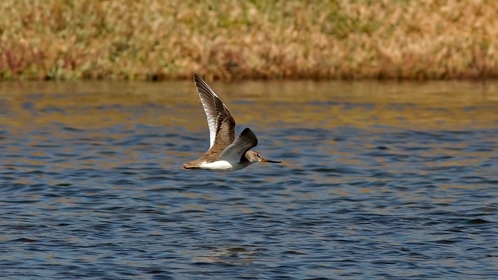 Terek düdükçünü