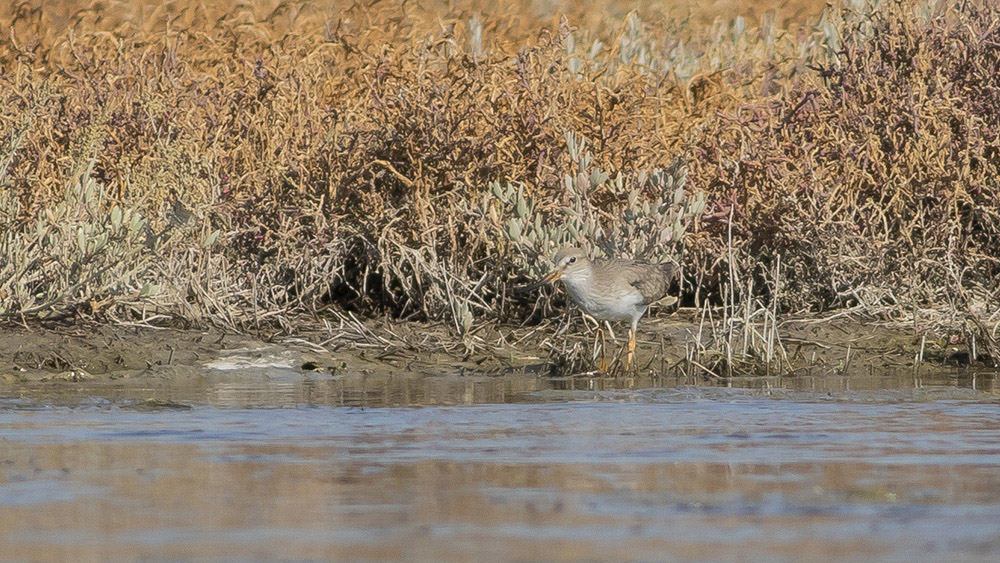 Terek düdükçünü