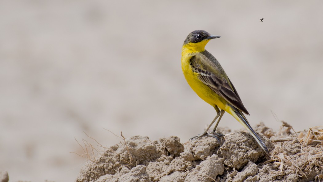Sarı kuyruksallayan