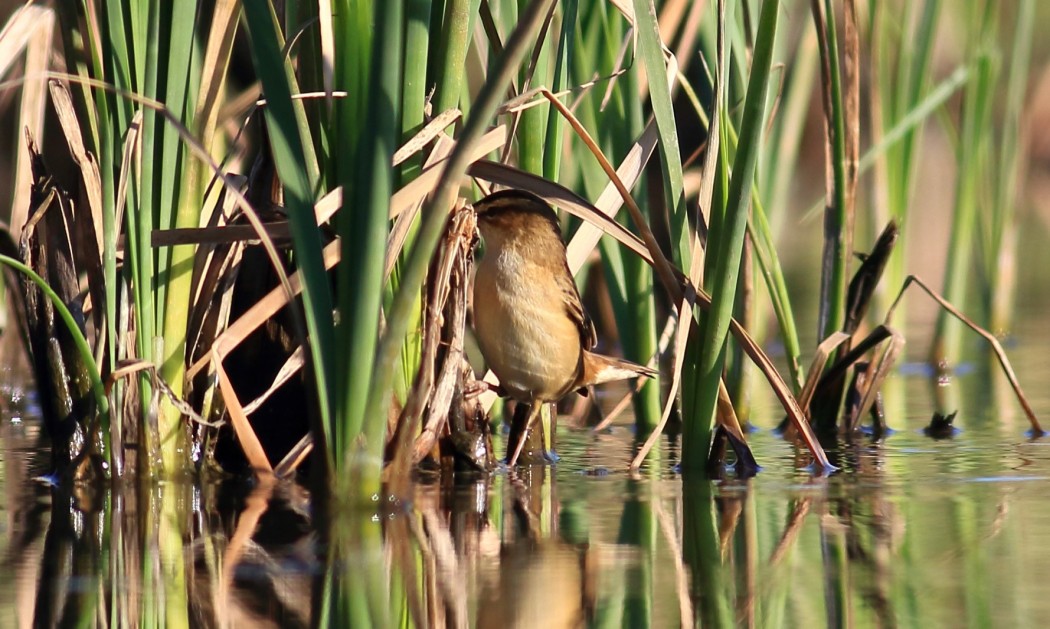 Kındıra kamışçını