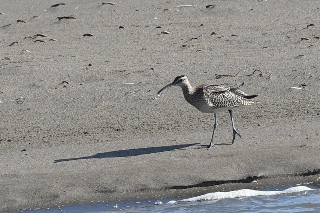 Sürmeli kervançulluğu