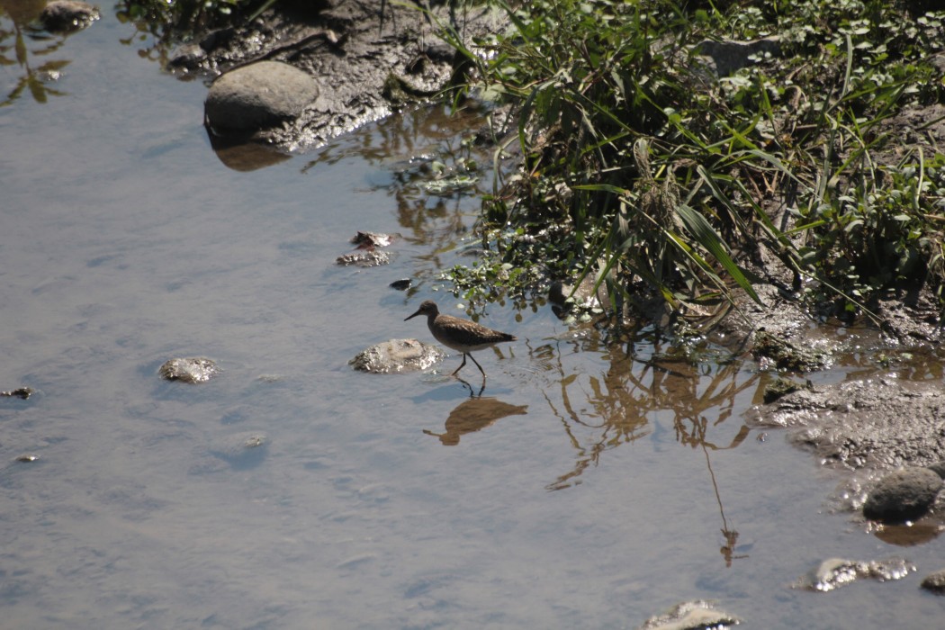 Orman düdükçünü