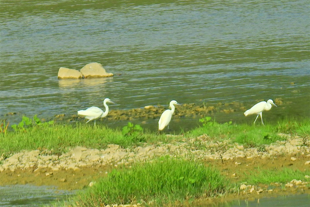 Küçük ak balıkçıl