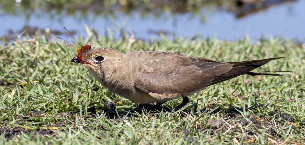 Bataklıkkırlangıcı