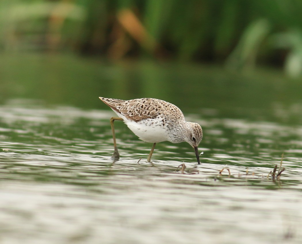 Bataklık düdükçünü
