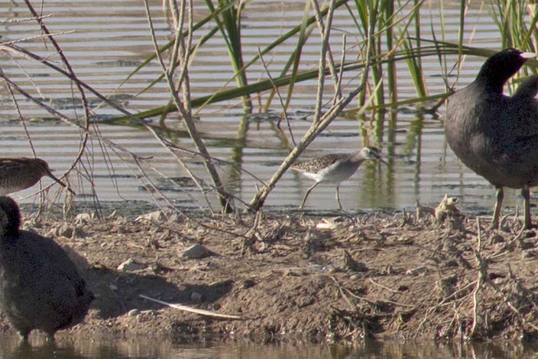 Orman düdükçünü