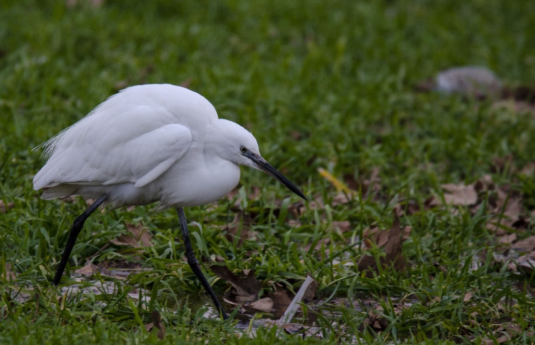 Küçük ak balıkçıl