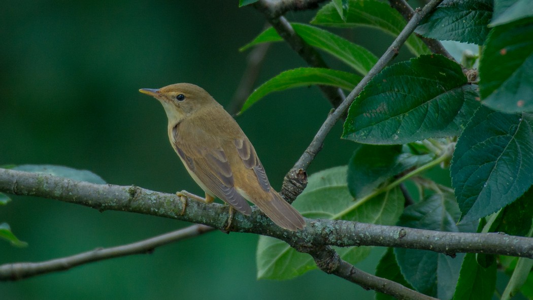Çalı kamışçını