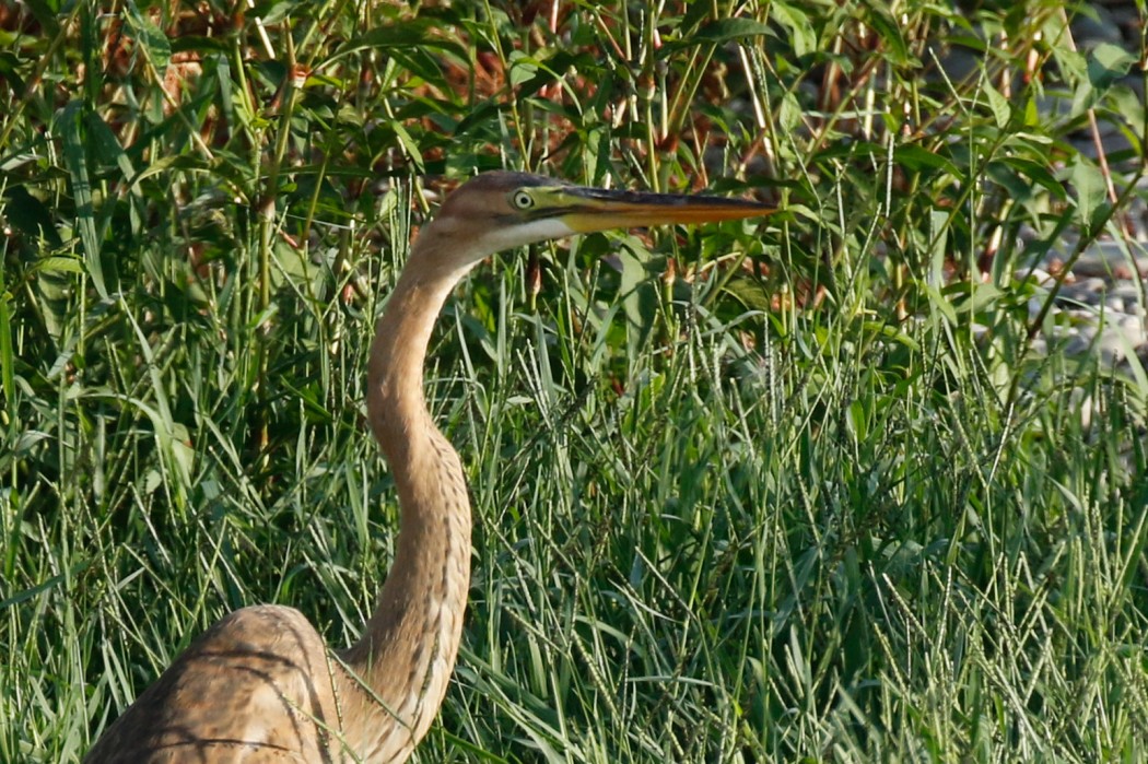 Erguvani balıkçıl