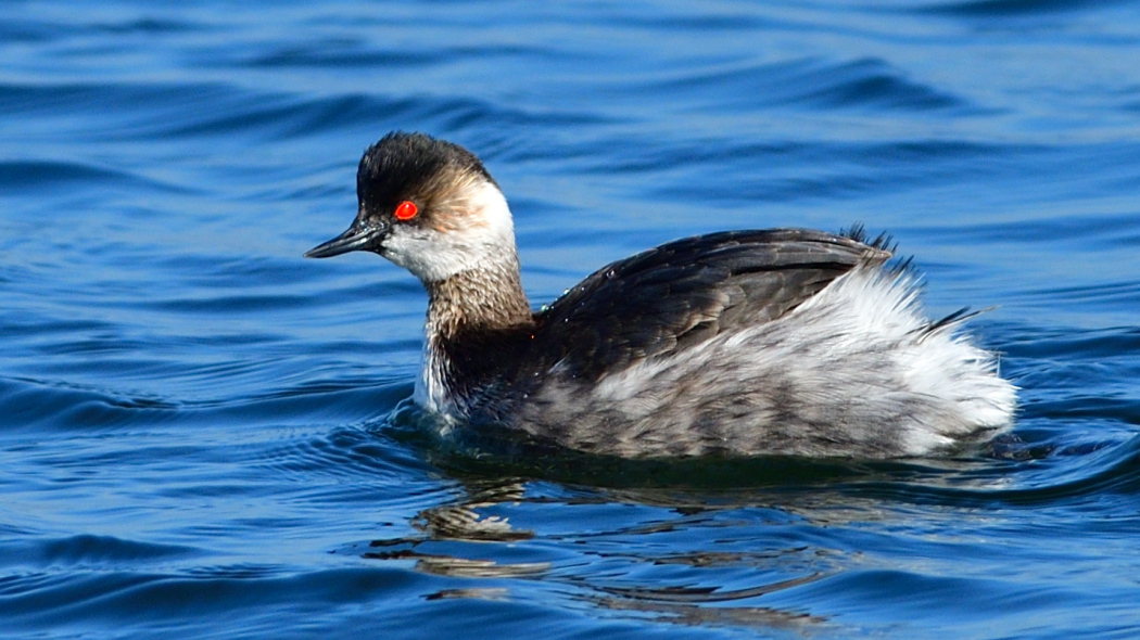 Karaboyunlu batağan