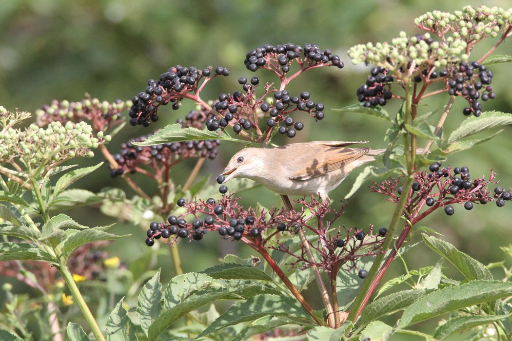 Akgerdanlı ötleğen