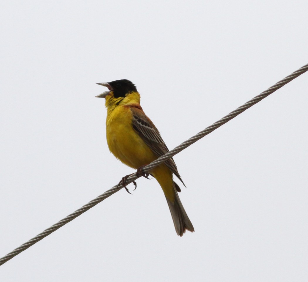 Karabaşlı kirazkuşu