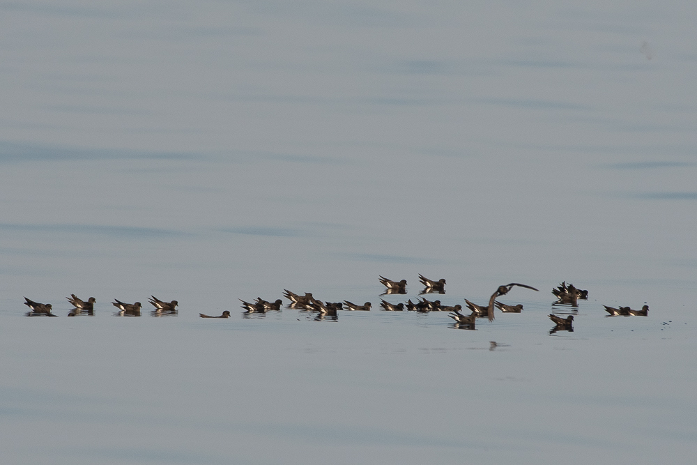 Fırtınakırlangıcı