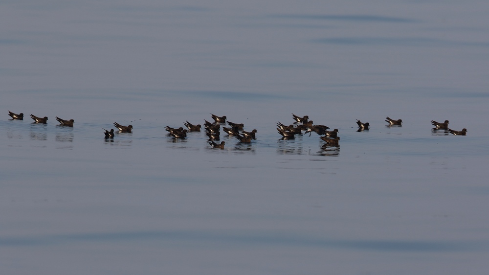 Fırtınakırlangıcı