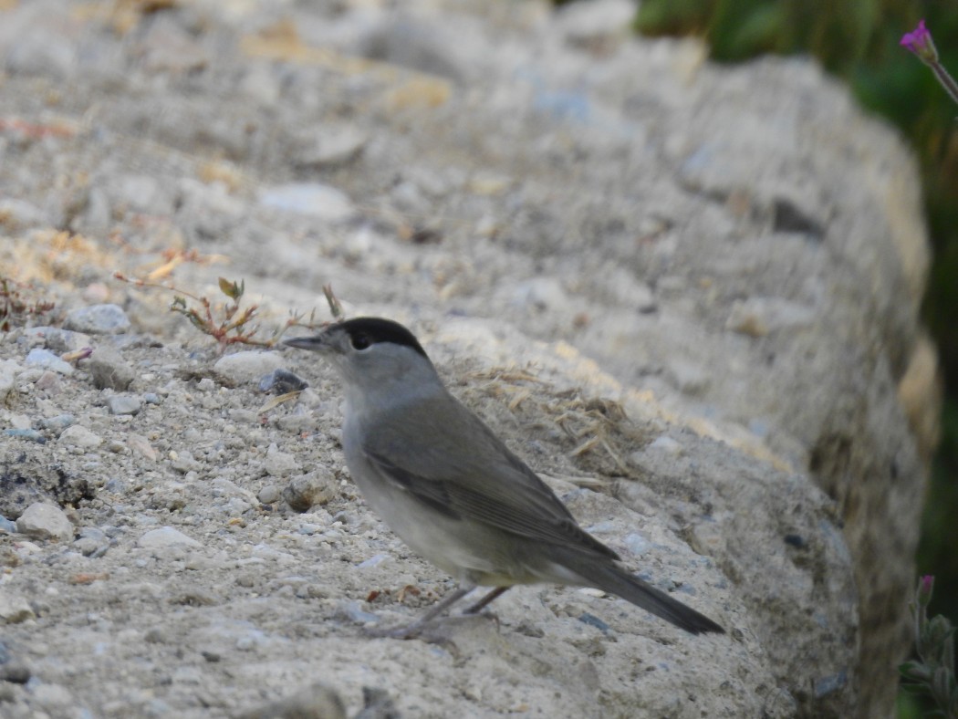 Karabaşlı ötleğen