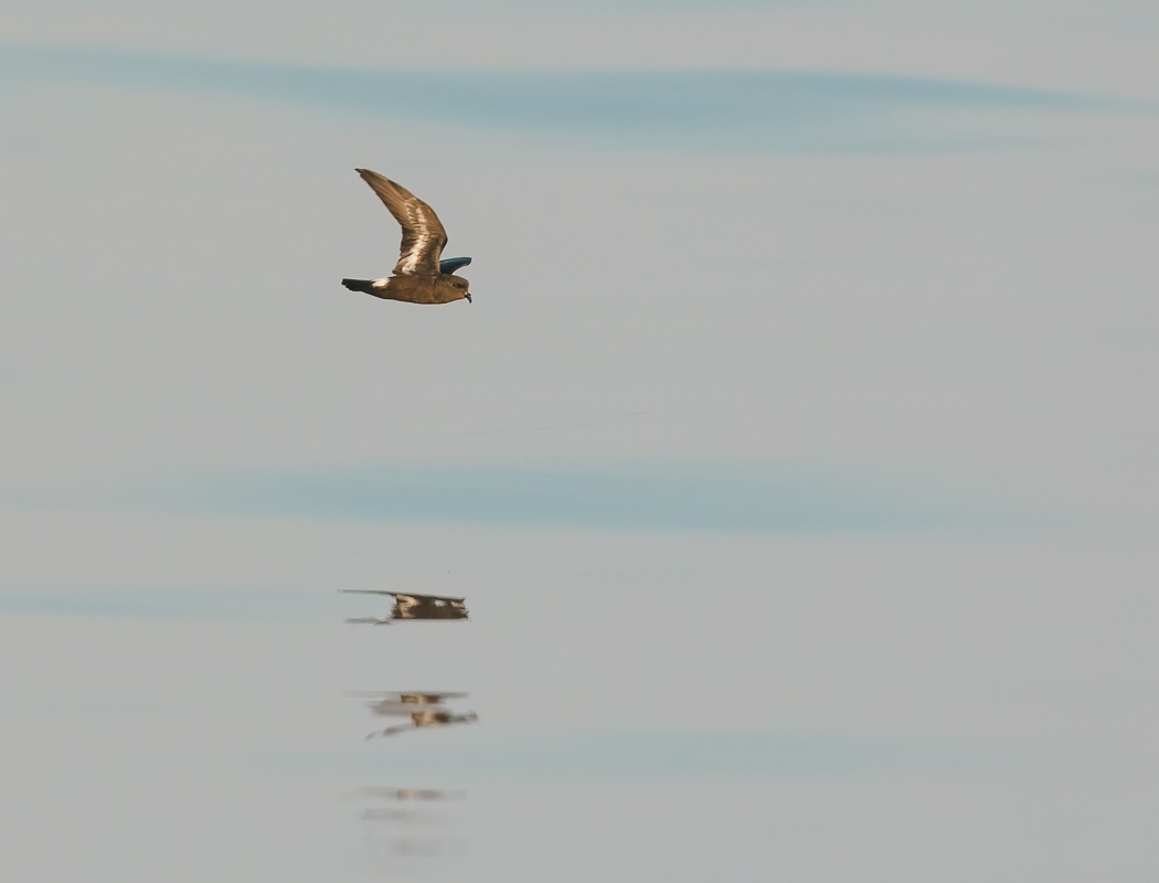 Fırtınakırlangıcı