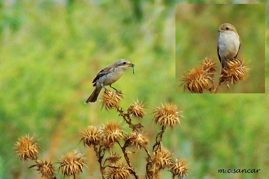 Kızılsırtlı örümcekkuşu
