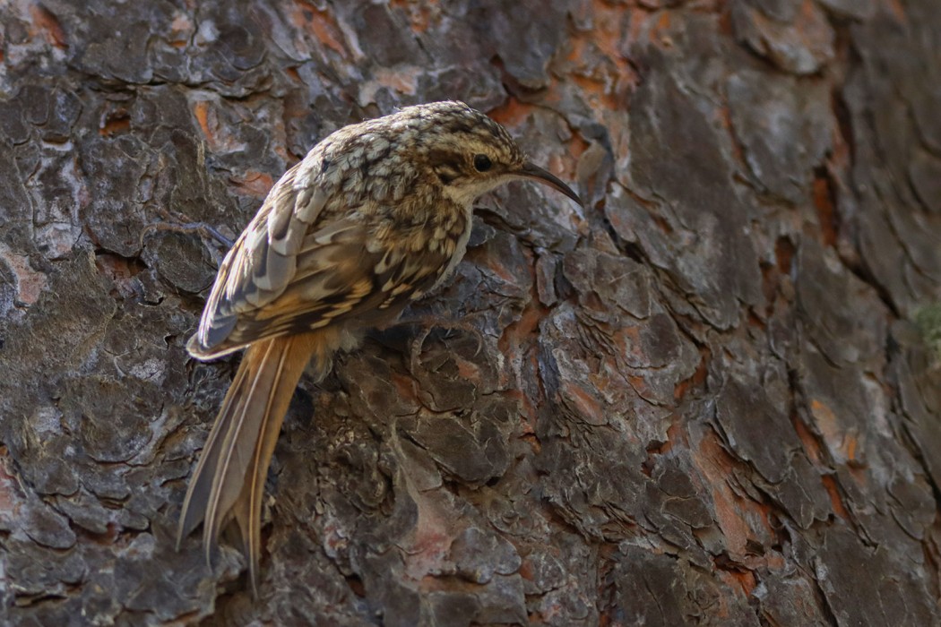 Bahçe tırmaşıkkuşu