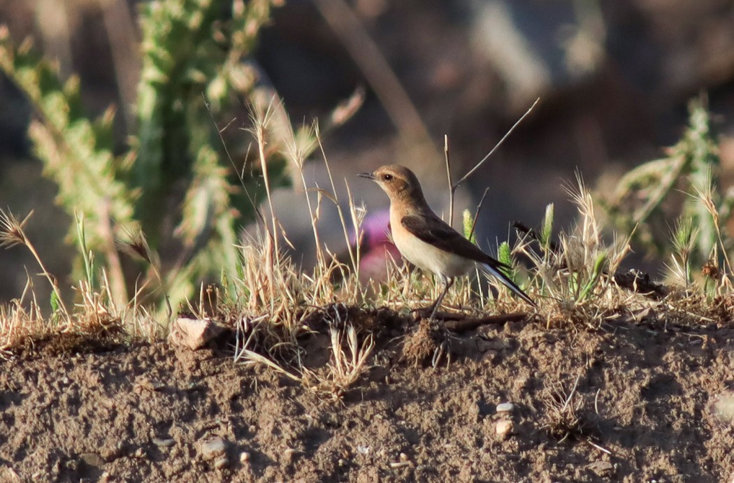 Karakulaklı kuyrukkakan
