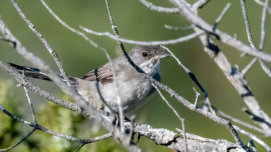 Karaboğazlı ötleğen