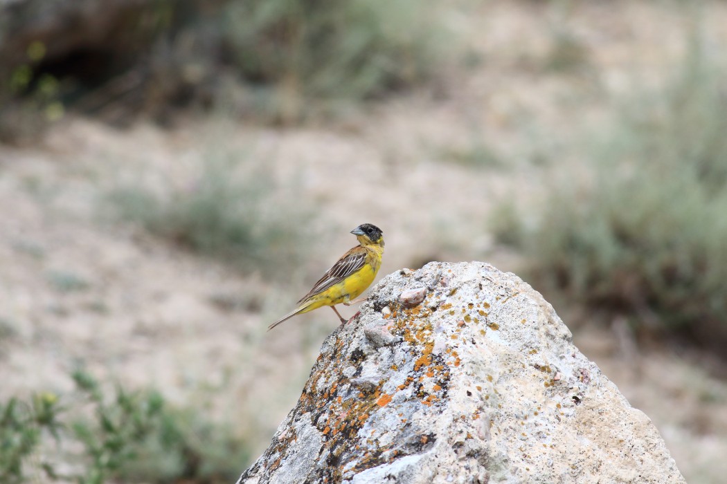 Karabaşlı kirazkuşu