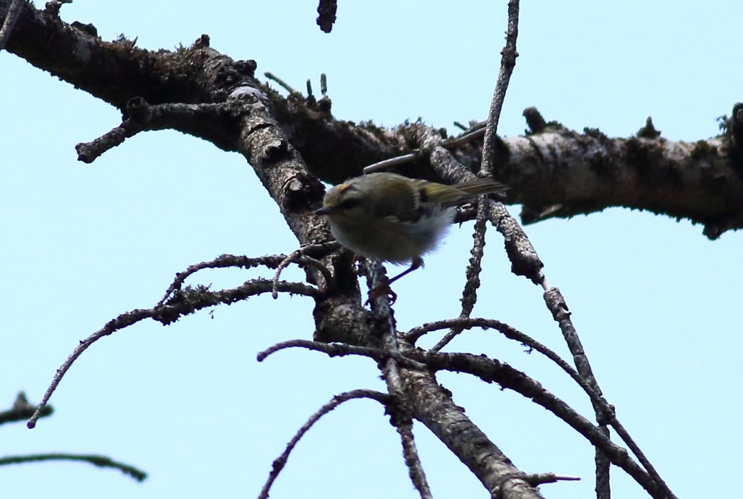Sürmeli çalıkuşu