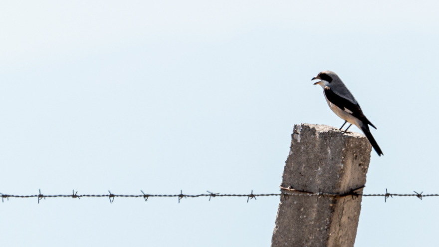 Karaalınlı örümcekkuşu