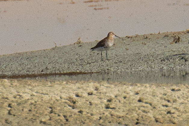 Karakarınlı kumkuşu