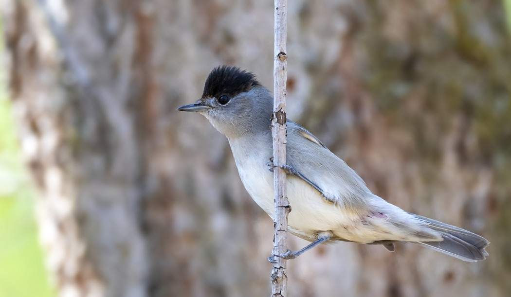 Karabaşlı ötleğen