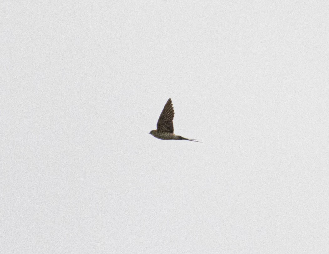 Kızıl kırlangıç