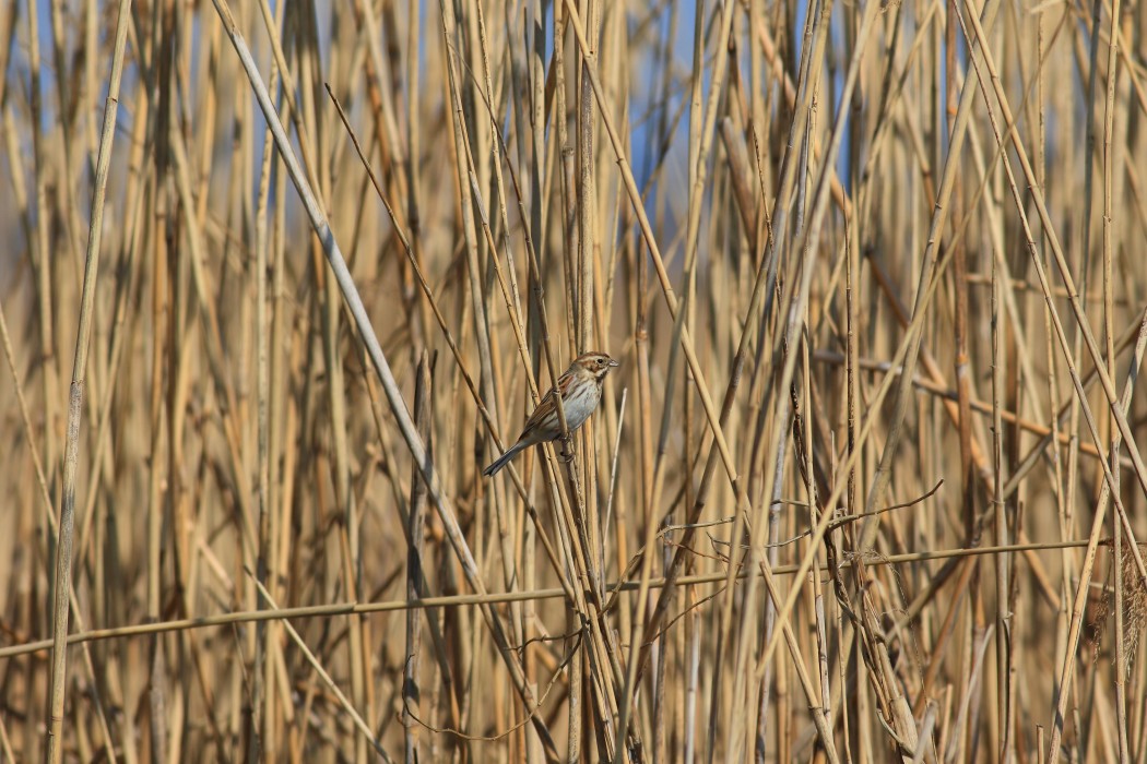 Bataklık Kirazkuşu