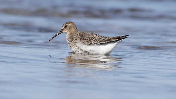 Karakarınlı kumkuşu