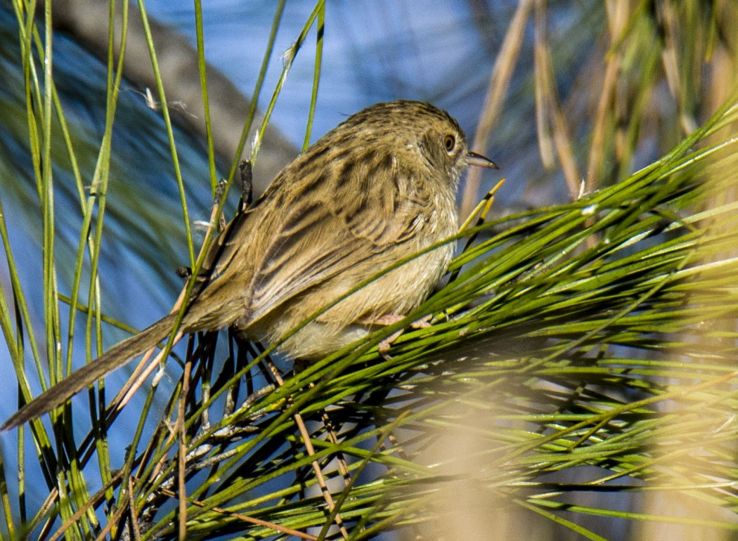 Dikkuyruklu ötleğen